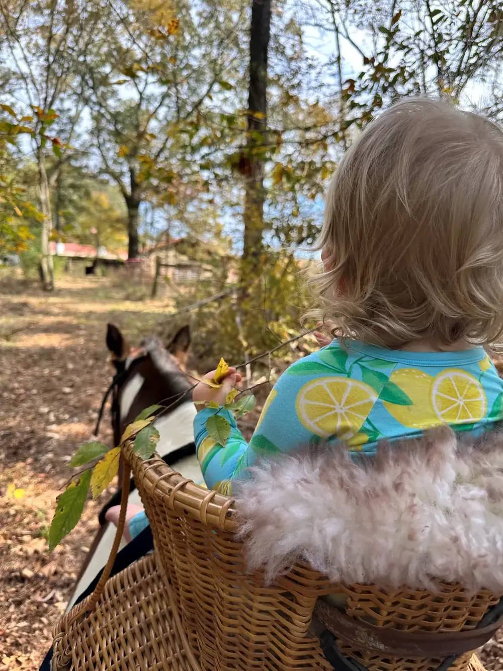 Ava in the basket, looking where they are going.