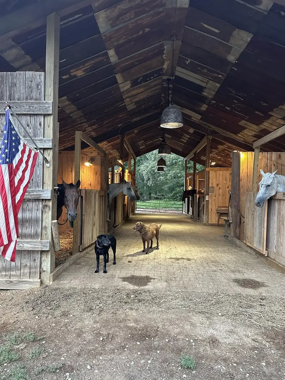 Horses looking out of their stalls down the barn aisle, with two dogs standing in the middle