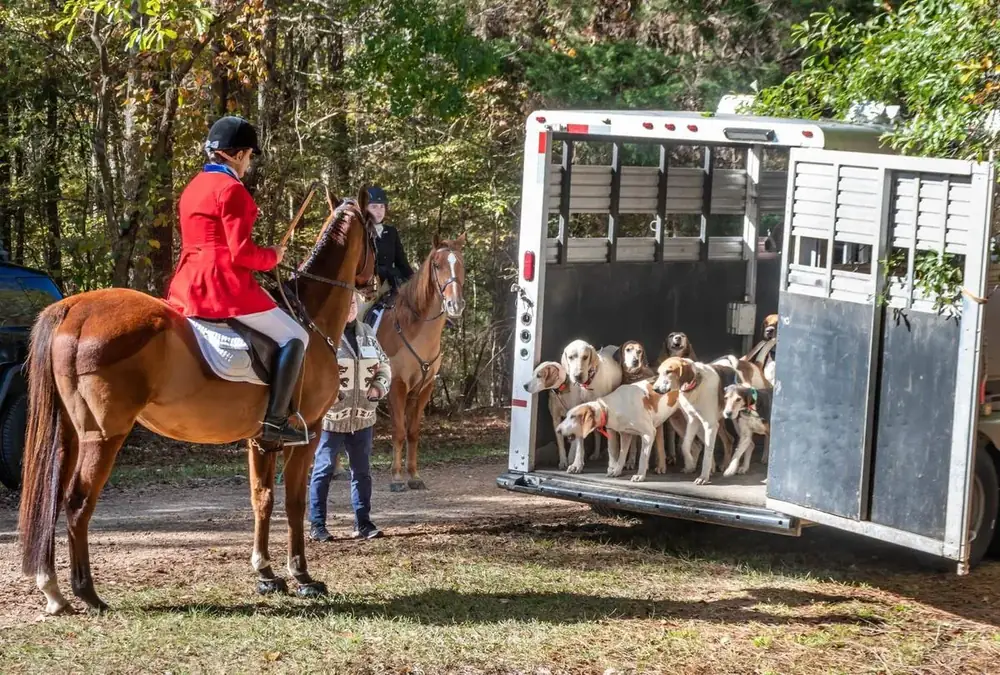 Hounds coming off the trailer.
