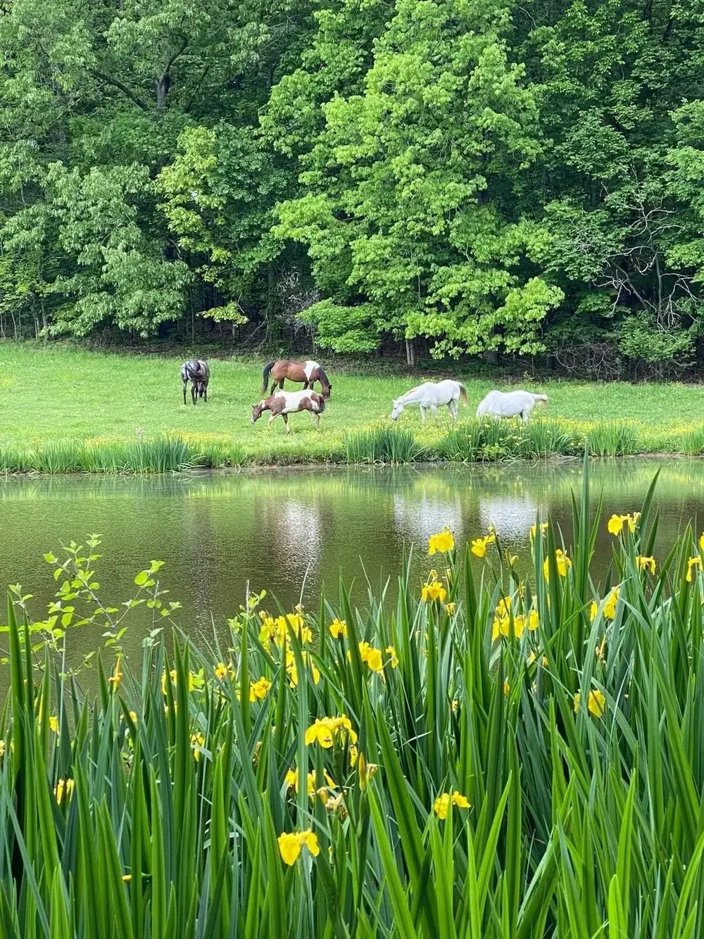 Horses in the pasture beyond the pond, with the yellow flags in bloom.