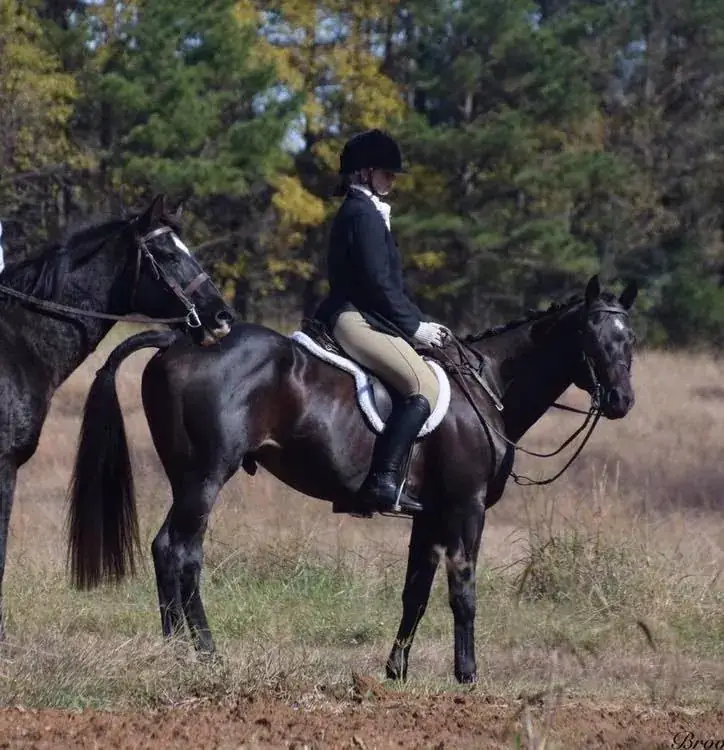 Spark, a dark horse standing in the field
